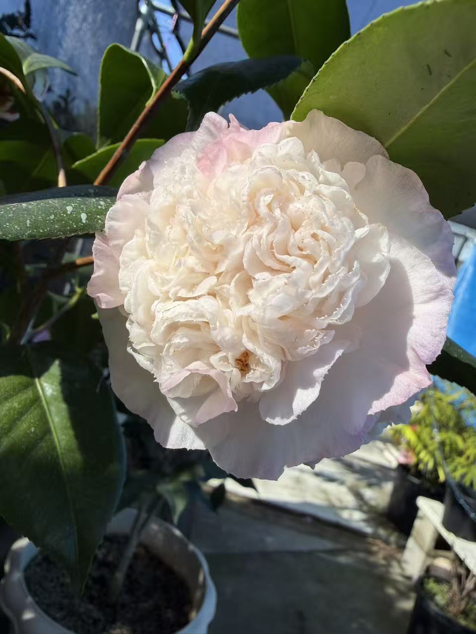 'Mrs D. W. Davis Descanso' Camellia