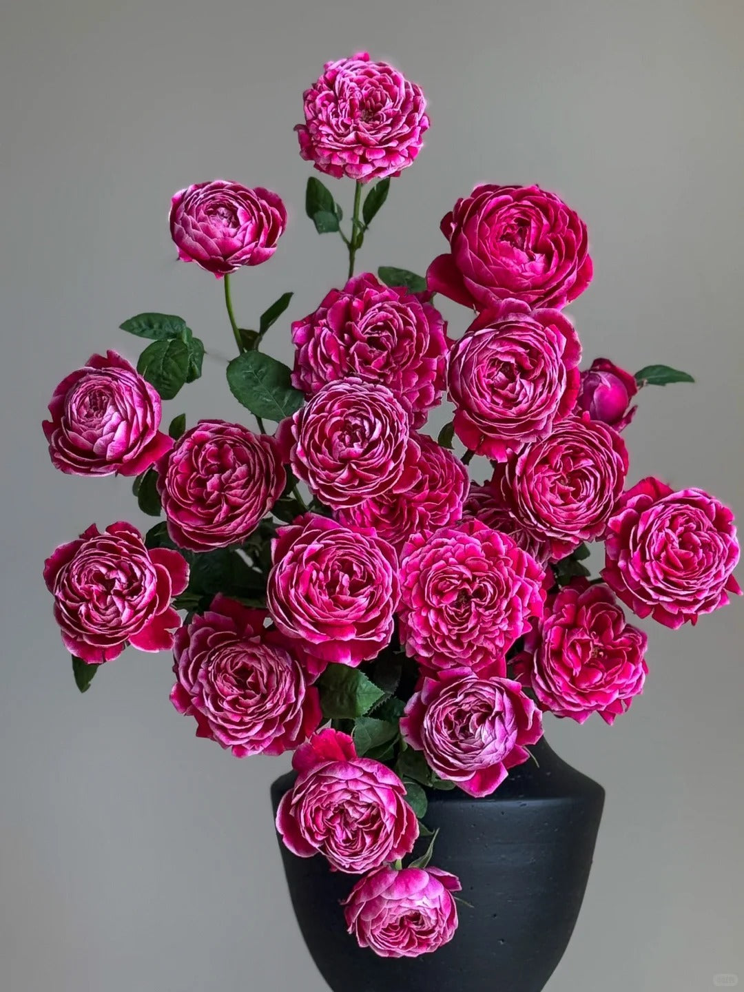 'Marie Rose' Shrub Rose