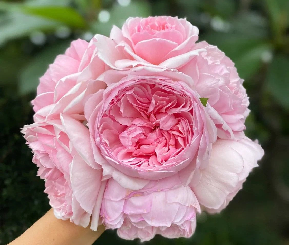 The Wedgwood Rose® (AUSjosiah) David Austin® Climbing Rose Brush Live Plant, 5 gallon