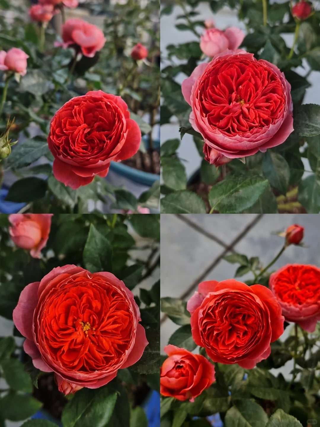 'Zhushawan' Shrub Rose