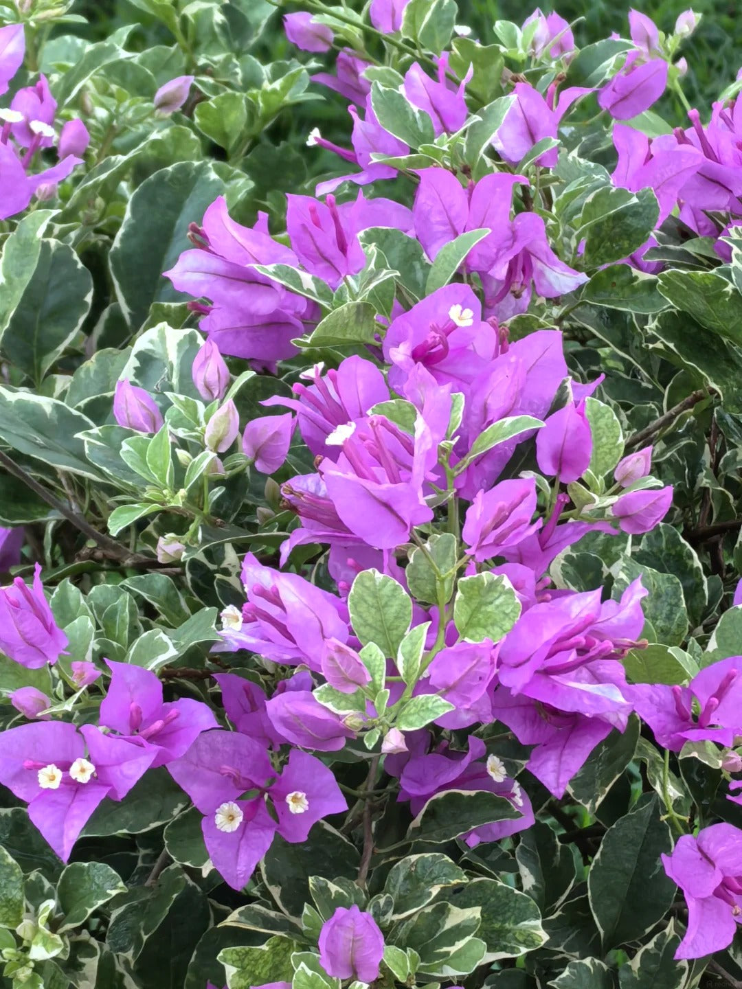 Bougainvillea 'Marlu Variegated'