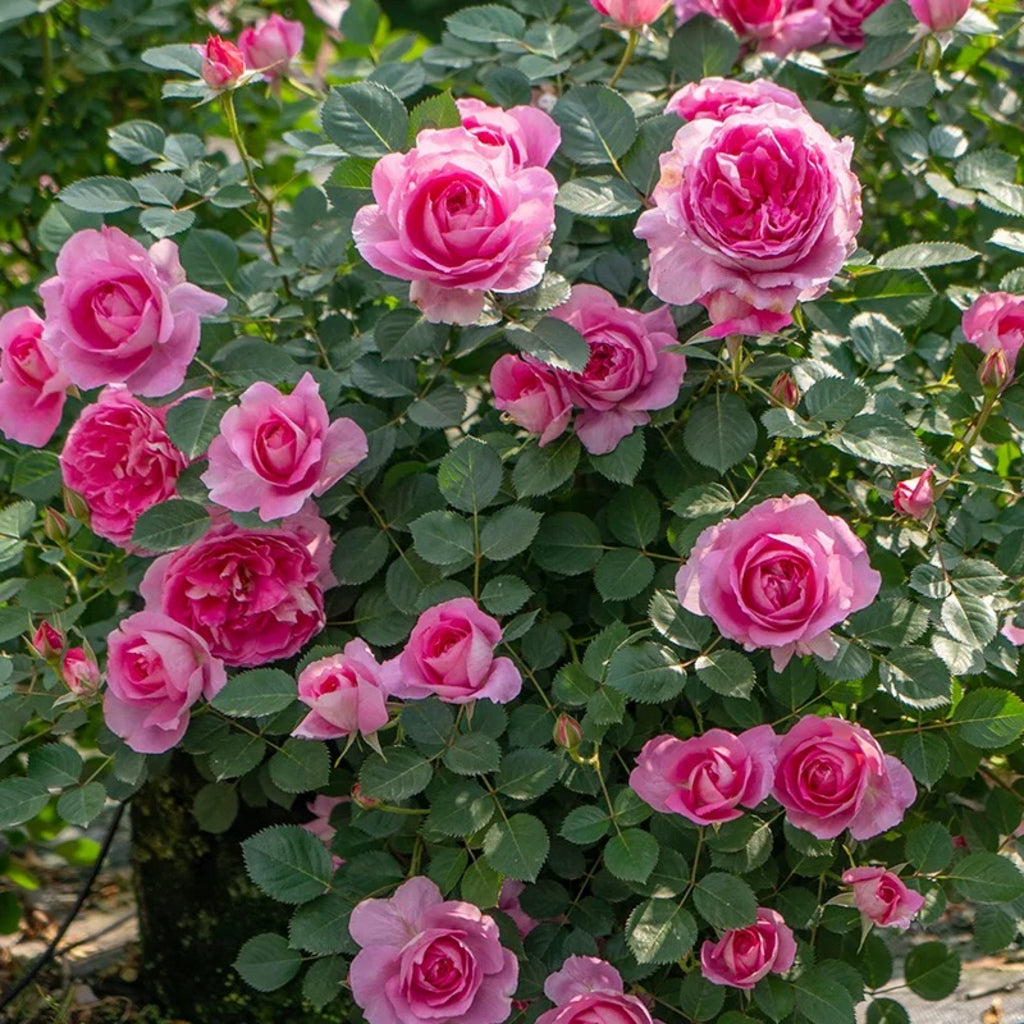 'Qingrou' Shrub Rose