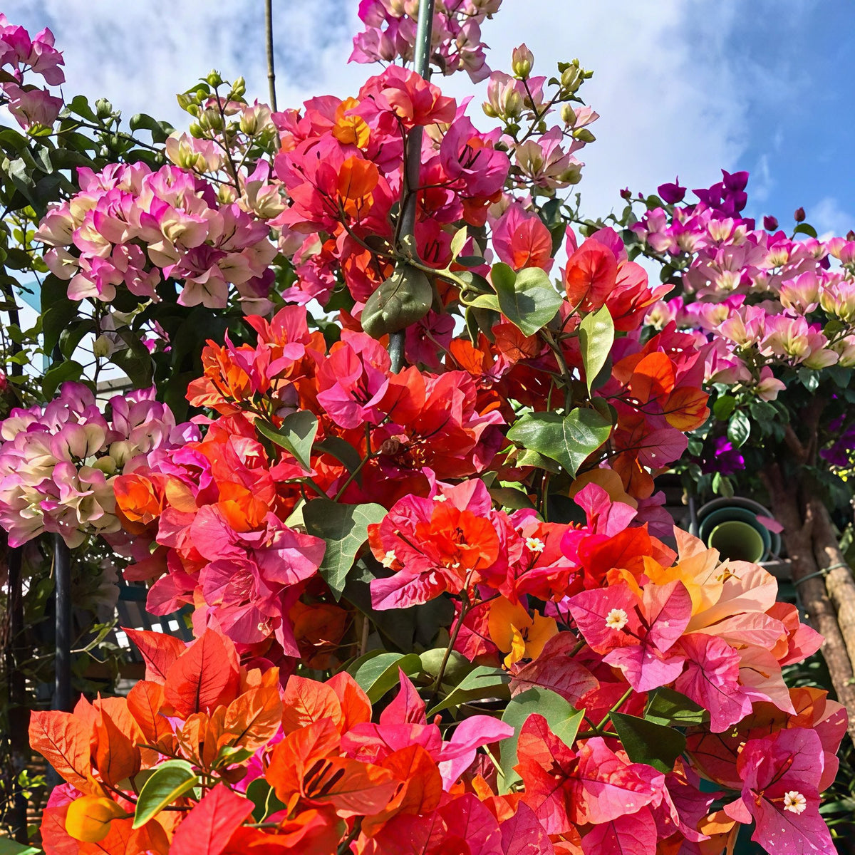 Bougainvillea 'Ajuna'