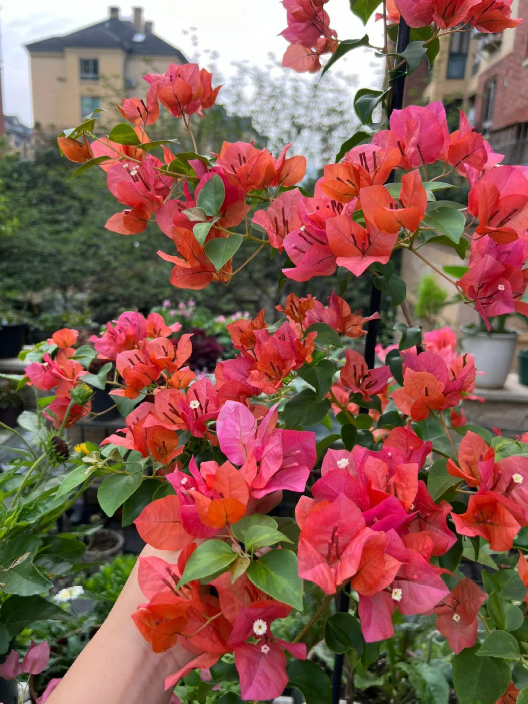 Bougainvillea 'Sundance'