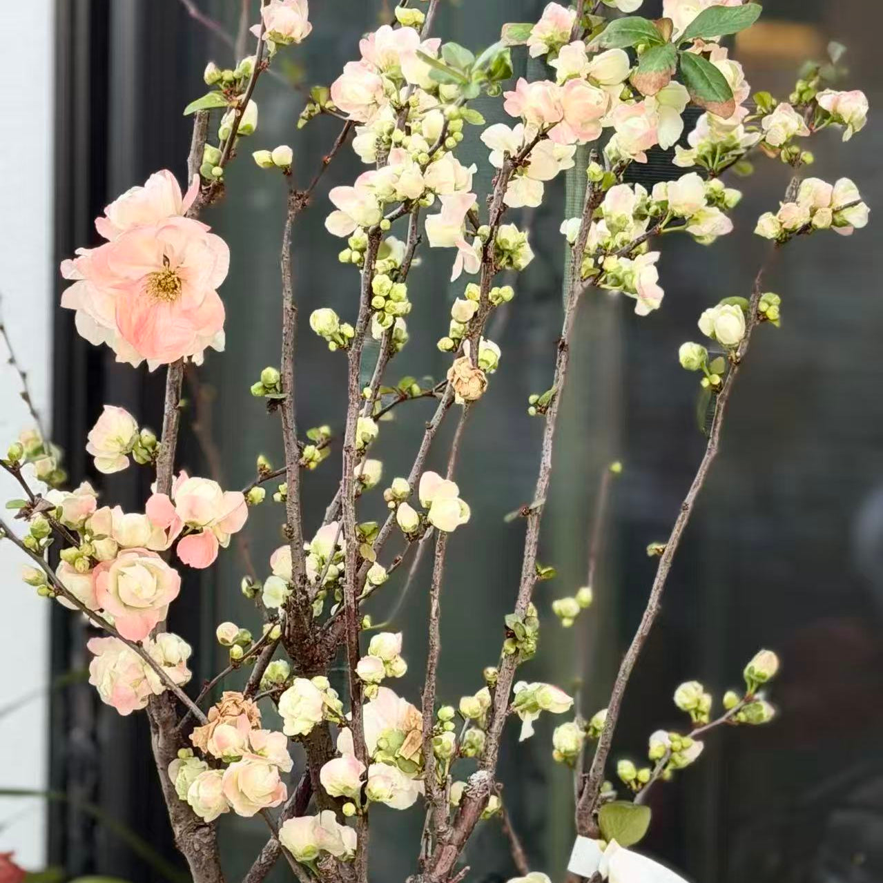 'Caiyu Rose Promise' Japanese Flowering Quince