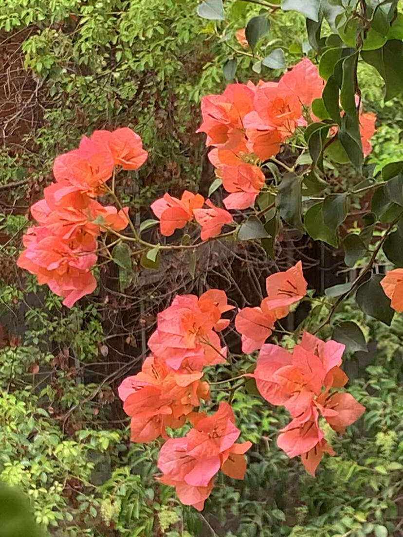 Bougainvillea 'Lemon Orange'