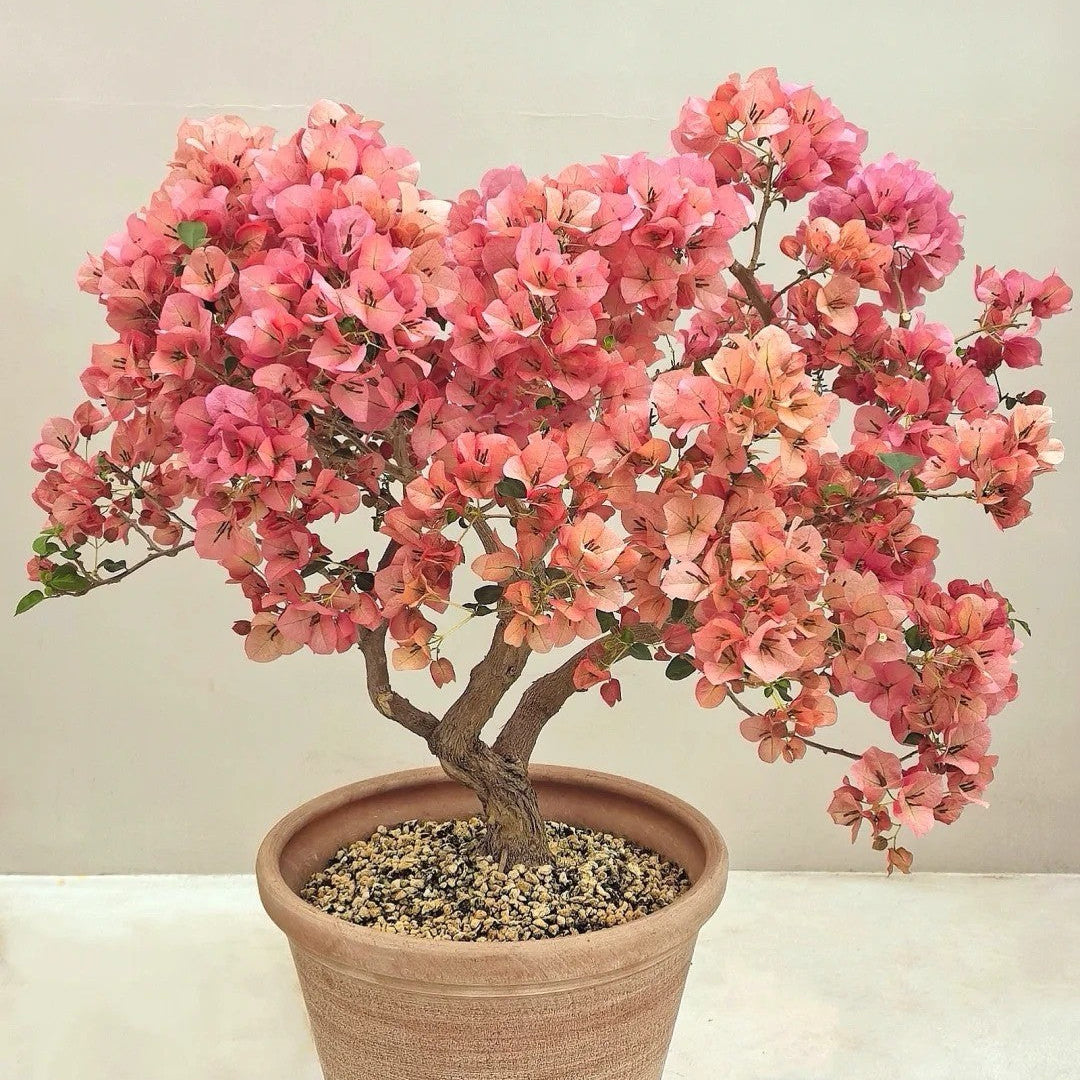 Bougainvillea 'Sunset'