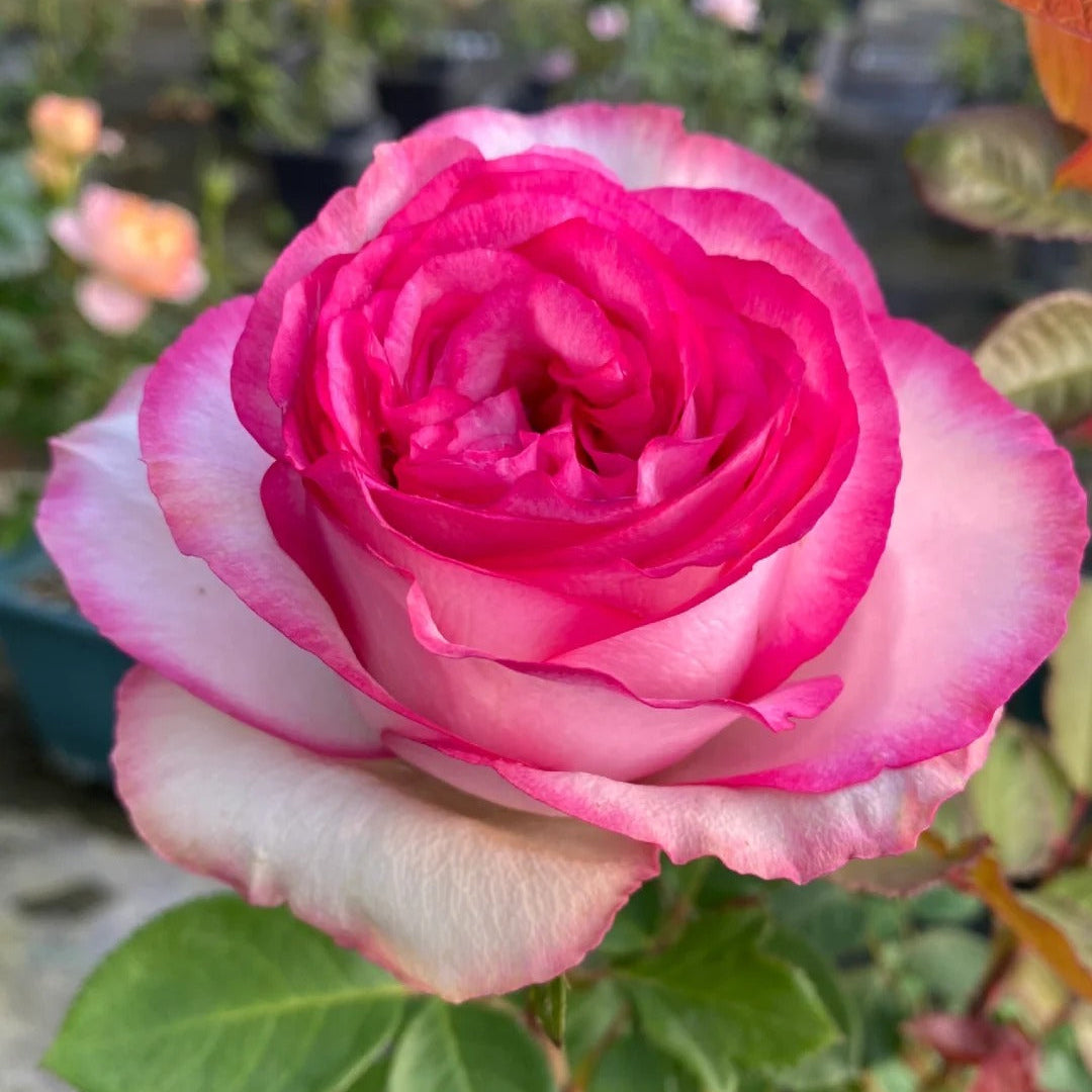 'Bella Vita' Shrub Rose