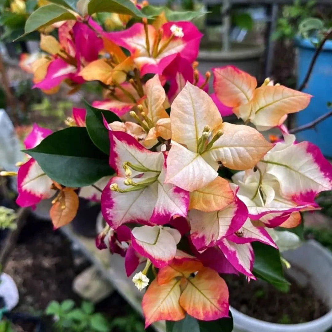 Bougainvillea 'Sophia'