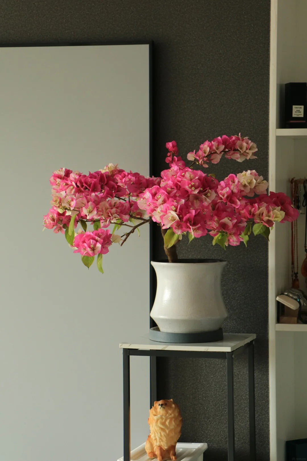 Bougainvillea 'Kelisa'