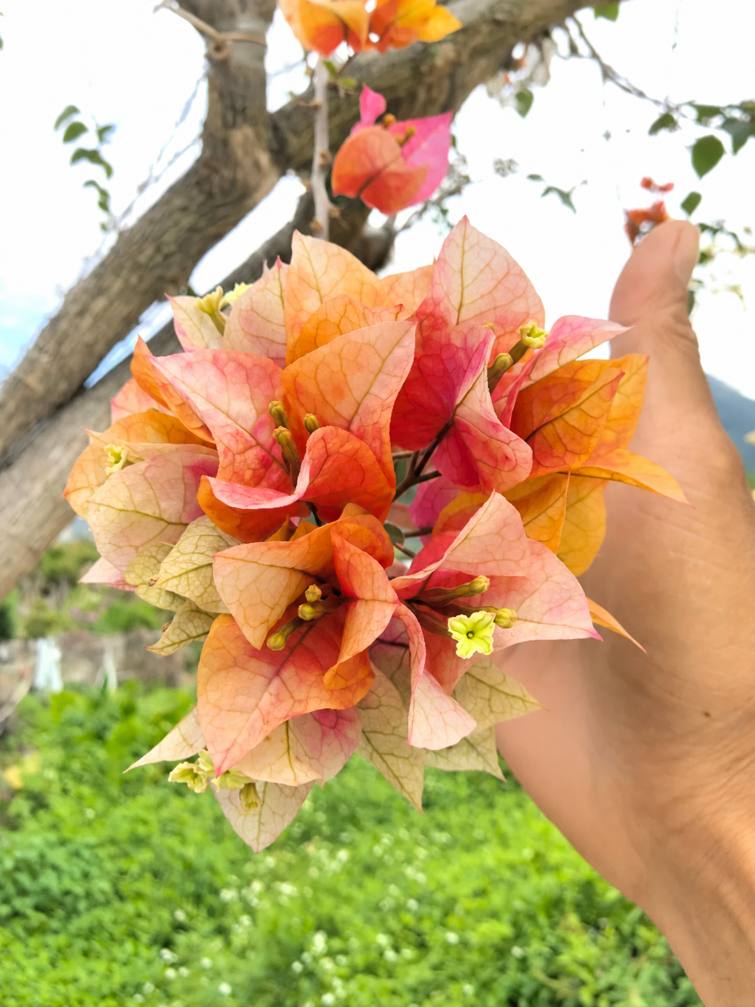 Bougainvillea 'Chitra Golden'