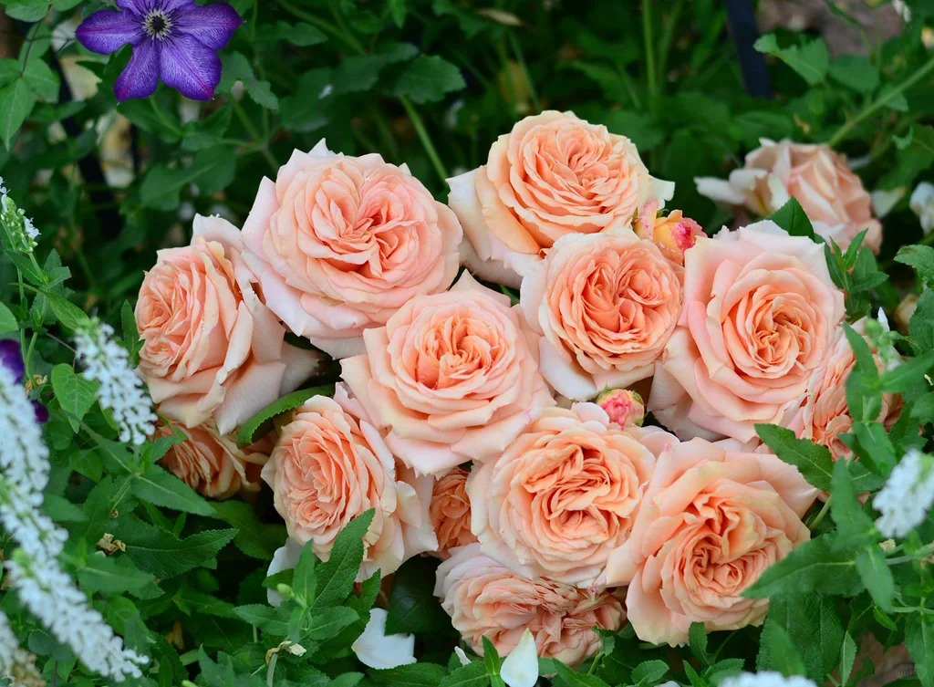 'Lady Capri' Shrub Rose