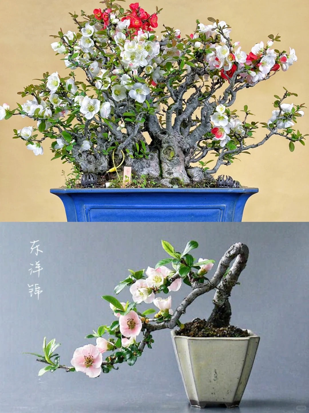 'Toyo Nishiki' Japanese Flowering Quince