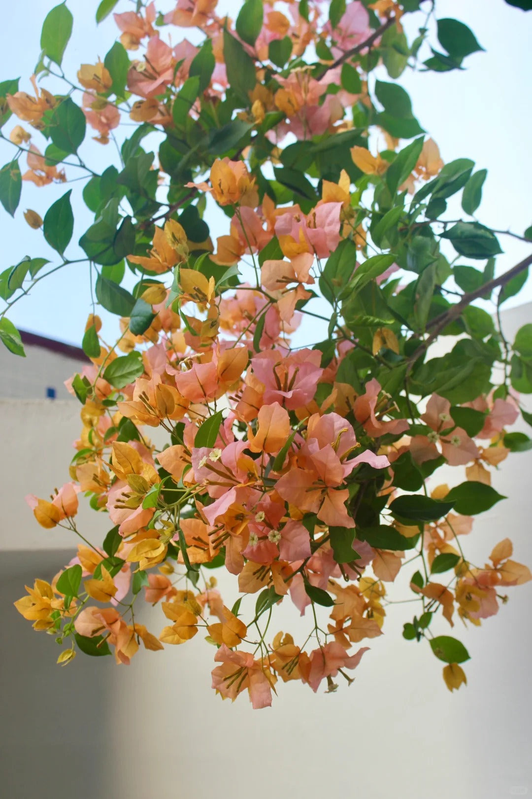 Bougainvillea 'Mary Helen' (Bougainvillea 'Chameleon')