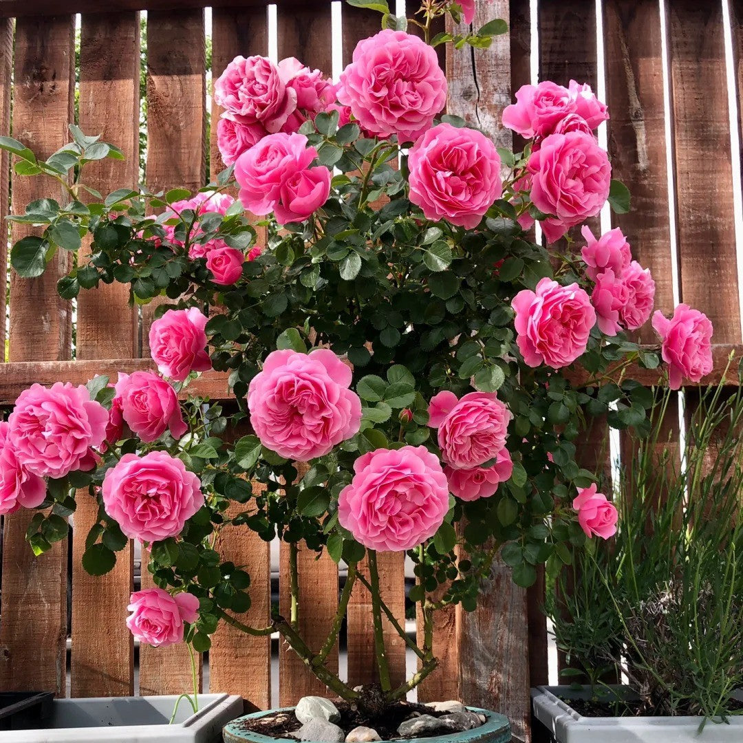 Leonardo da Vinci™ Shrub Rose Brush Live Plant, 5 gallon