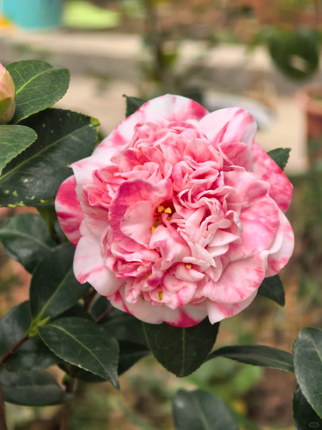 'Yutianshi' Camellia