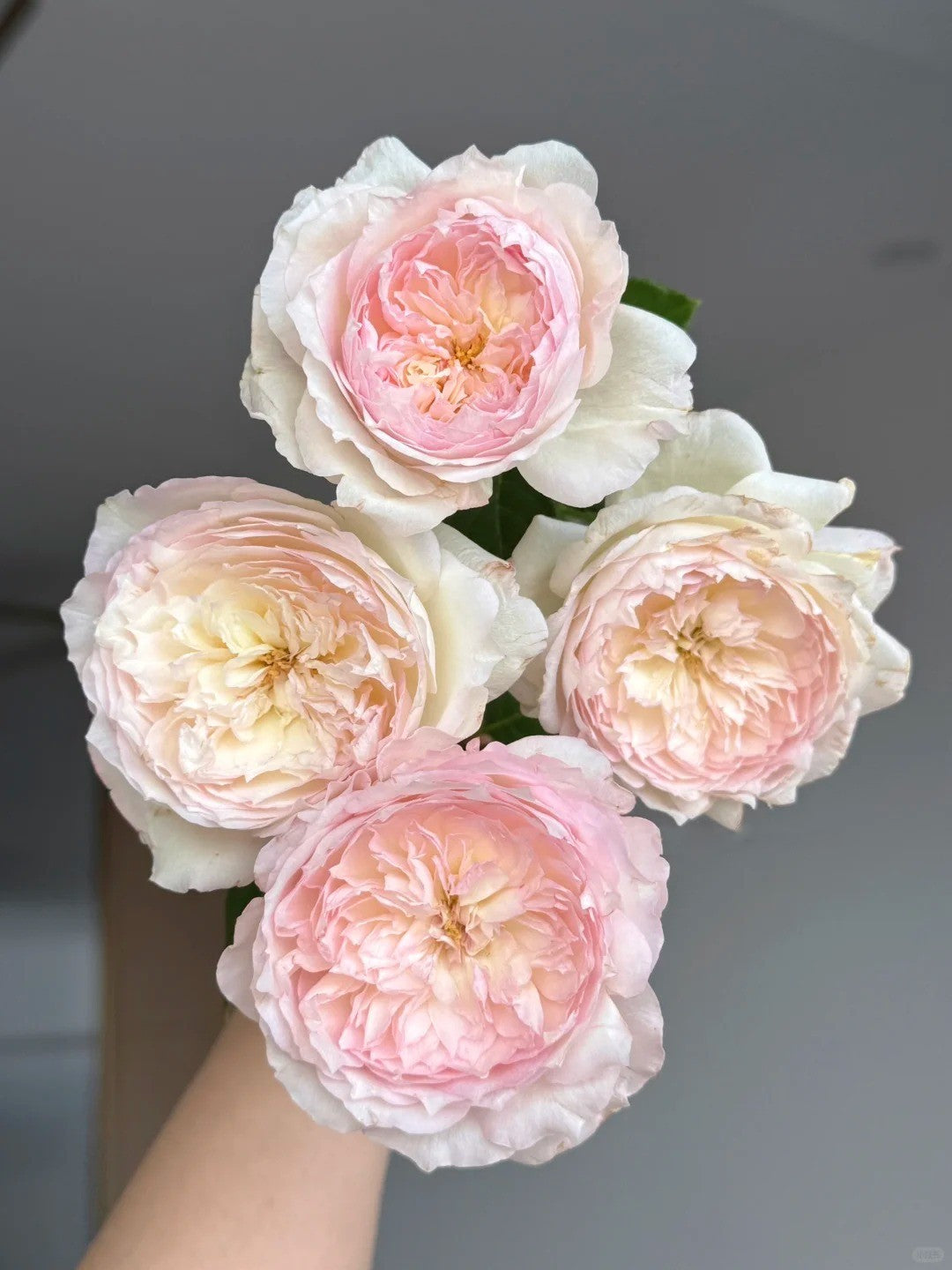 'Le Rire' Shrub Rose