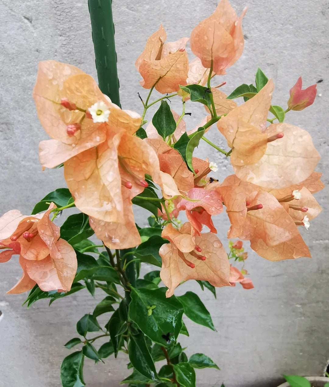 Bougainvillea 'Mona Lisa Tea'