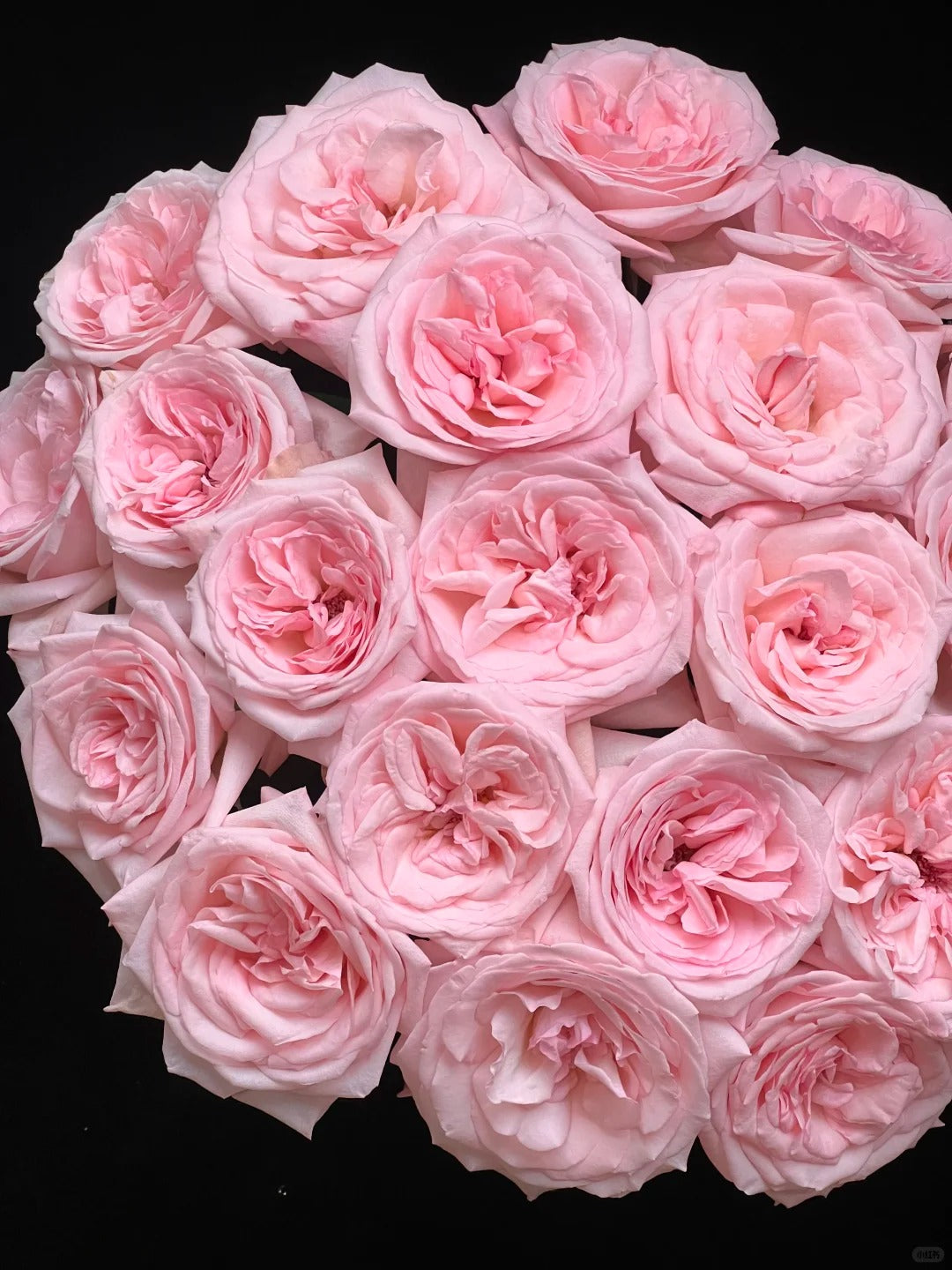 'Pink O'Hara' Shrub Rose