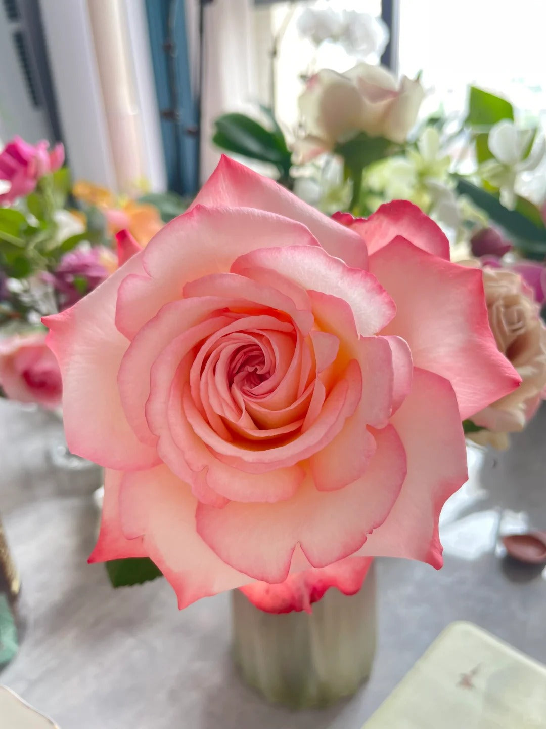 'Joyce' Shrub Rose