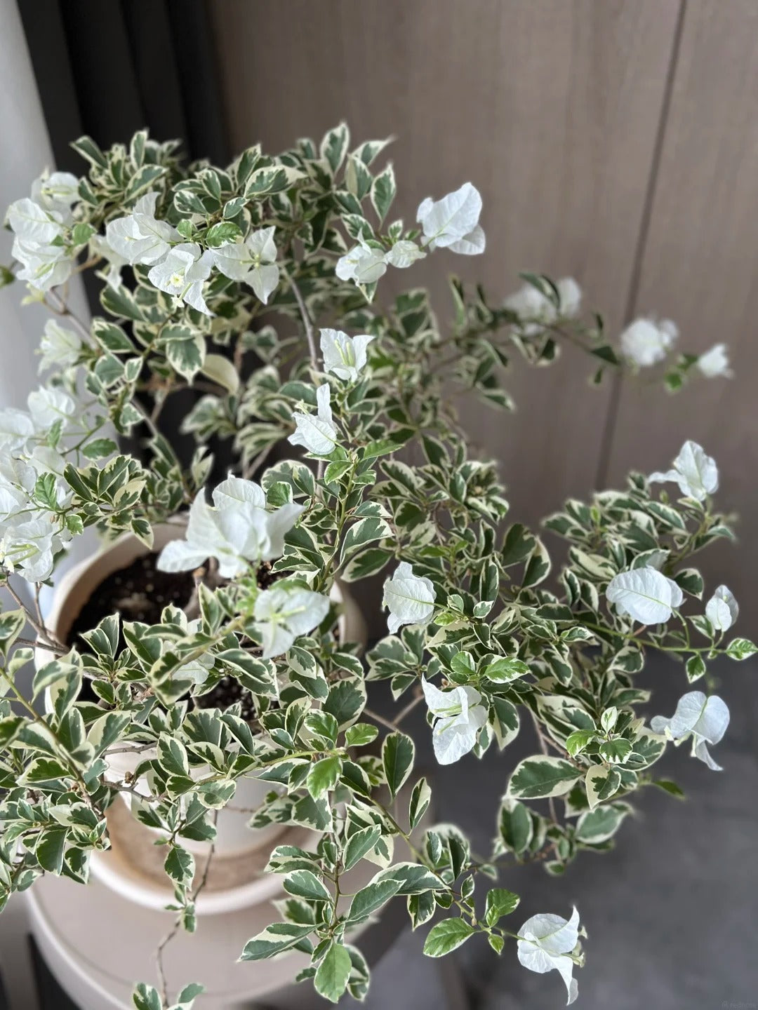 Bougainvillea 'Mrs Eva White Variegata'