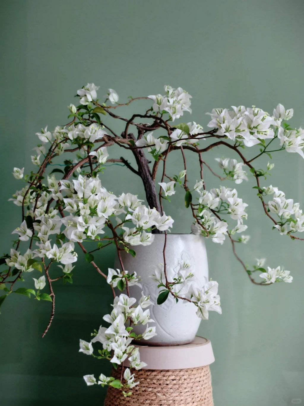 Bougainvillea 'Eva White'