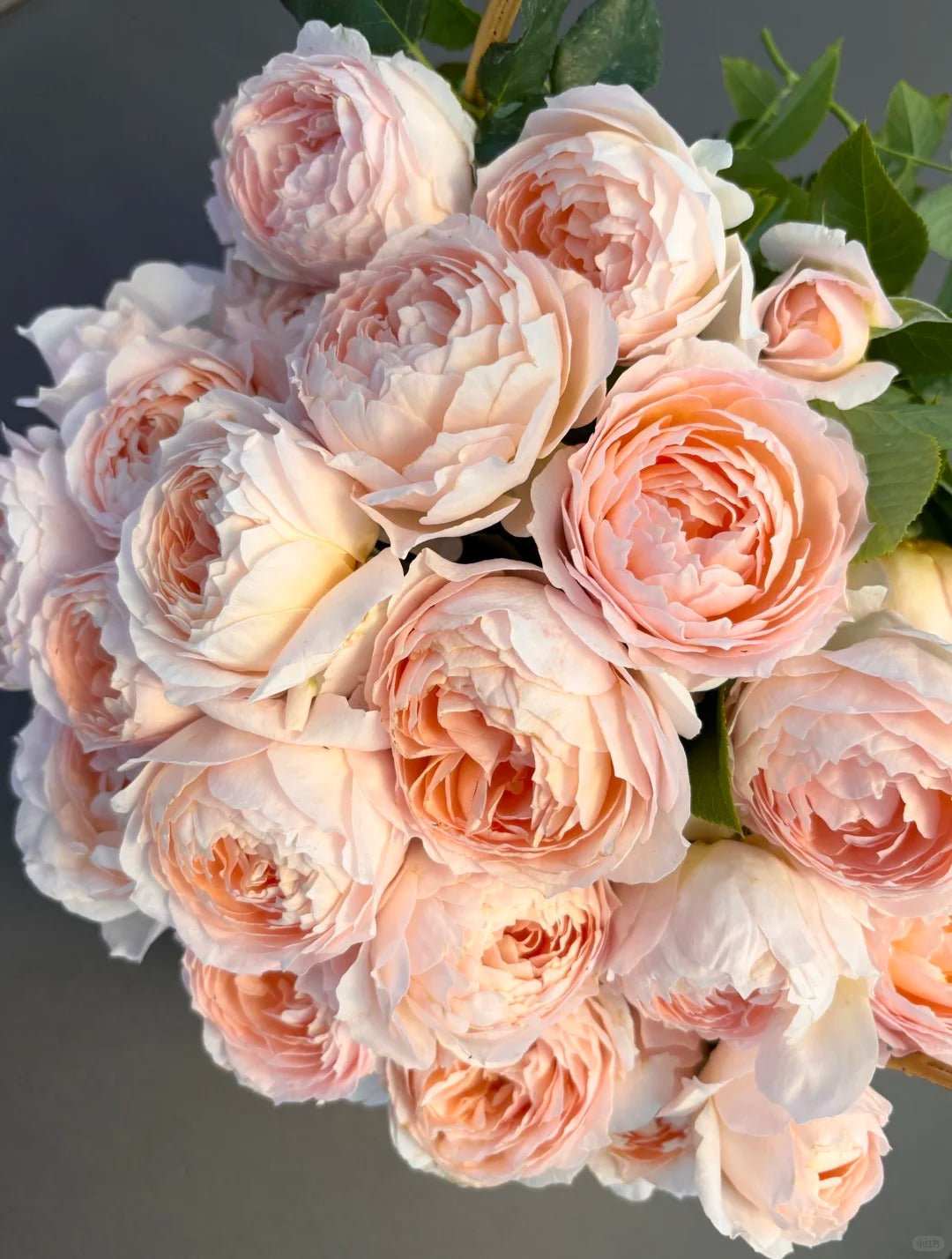 'Xingrang' Shrub Rose