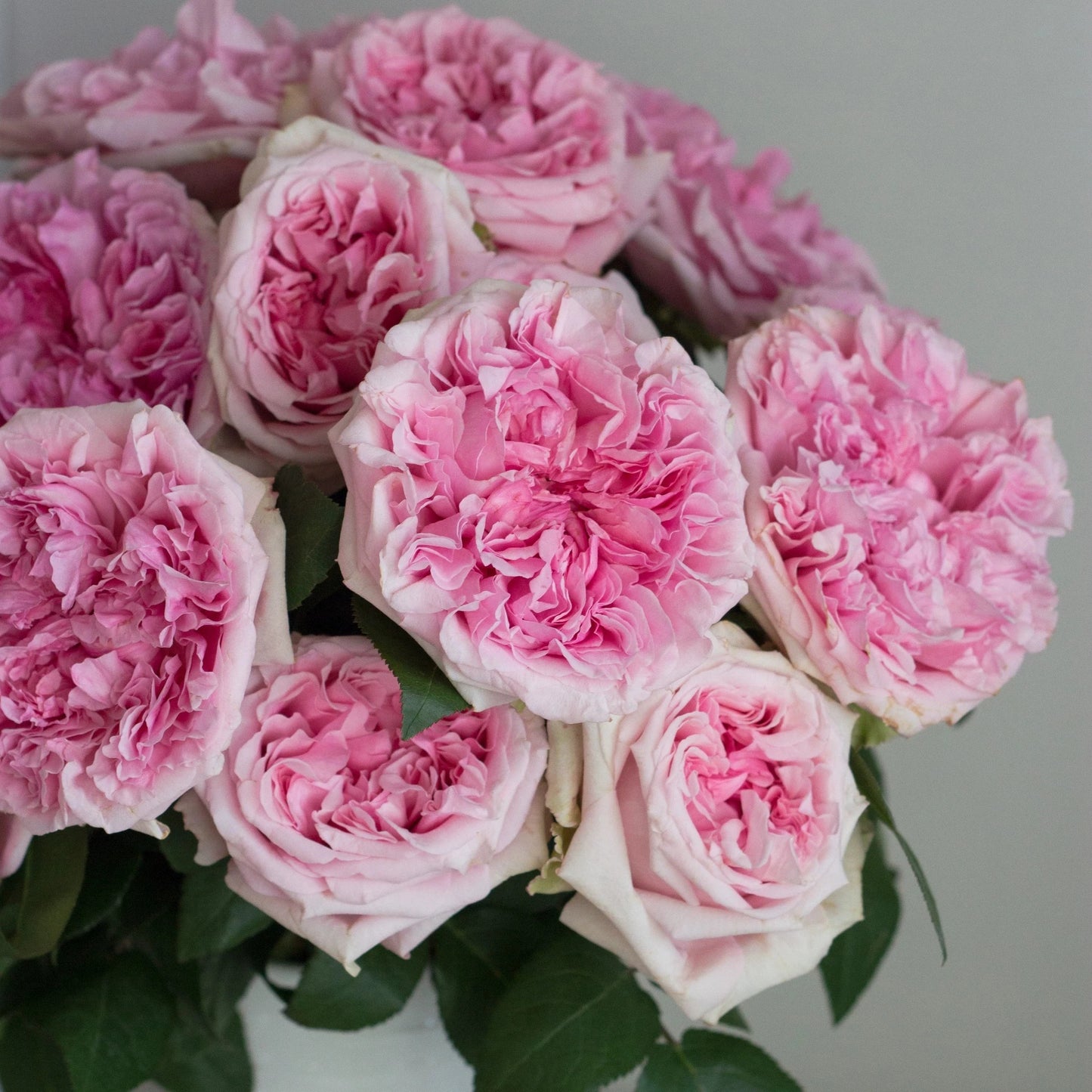 AUSimmon - English Shrub Rose Brush Live Plant, 2-3 gallon
