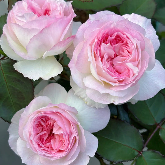 'Zhijin' Shrub Rose