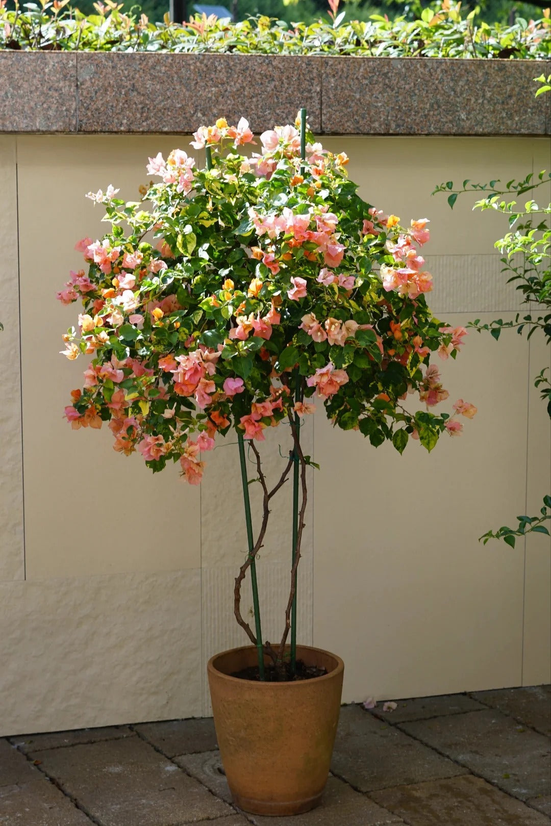 Bougainvillea 'Orange September'