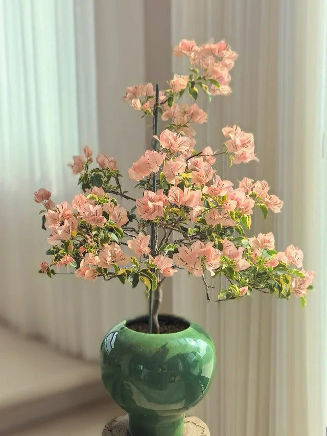Bougainvillea 'Variegated Mas Perak'
