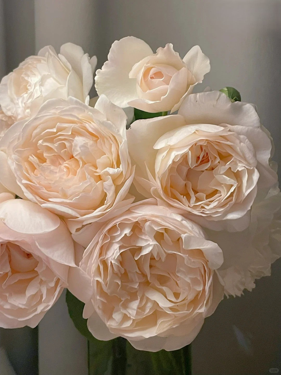 'Yuelongsha' Shrub Rose