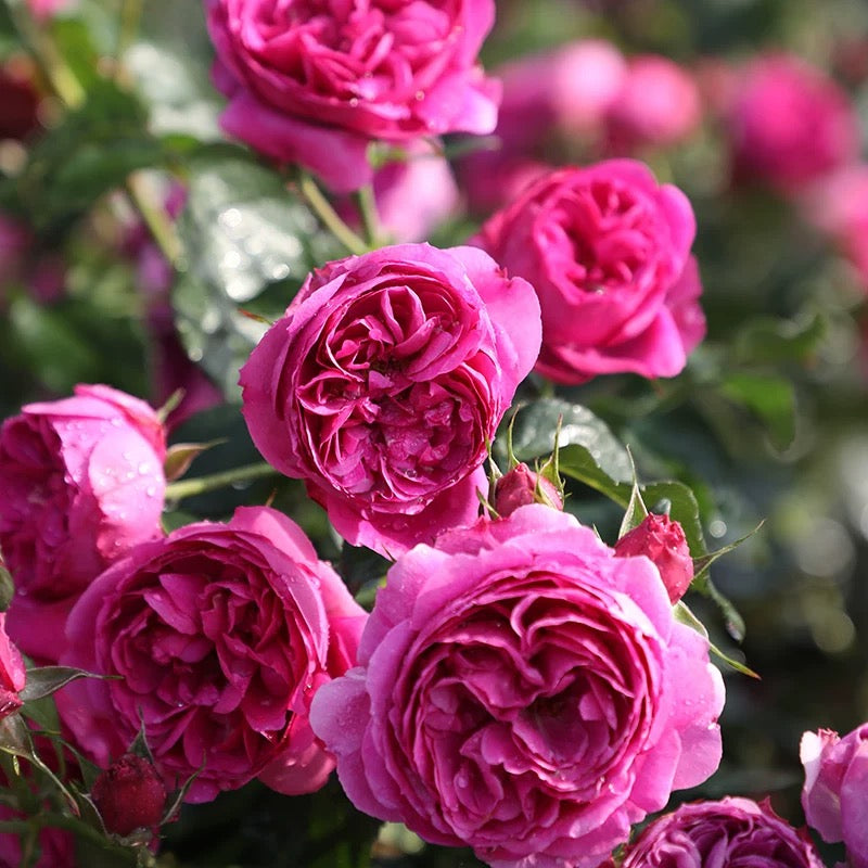 'Cixuan' Shrub Rose