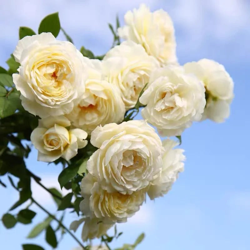 Claire Austin® (AUSprior) David Austin® Shrub Rose Brush Live Plant, 3-5 gallon