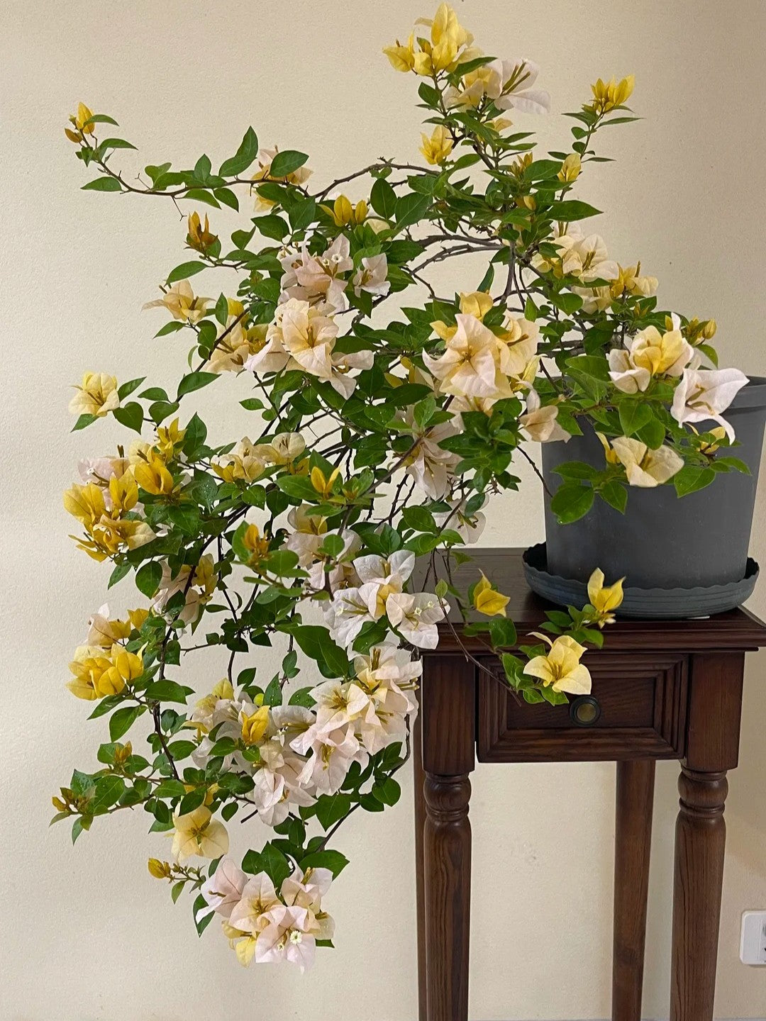 Bougainvillea 'Huangnvlang'