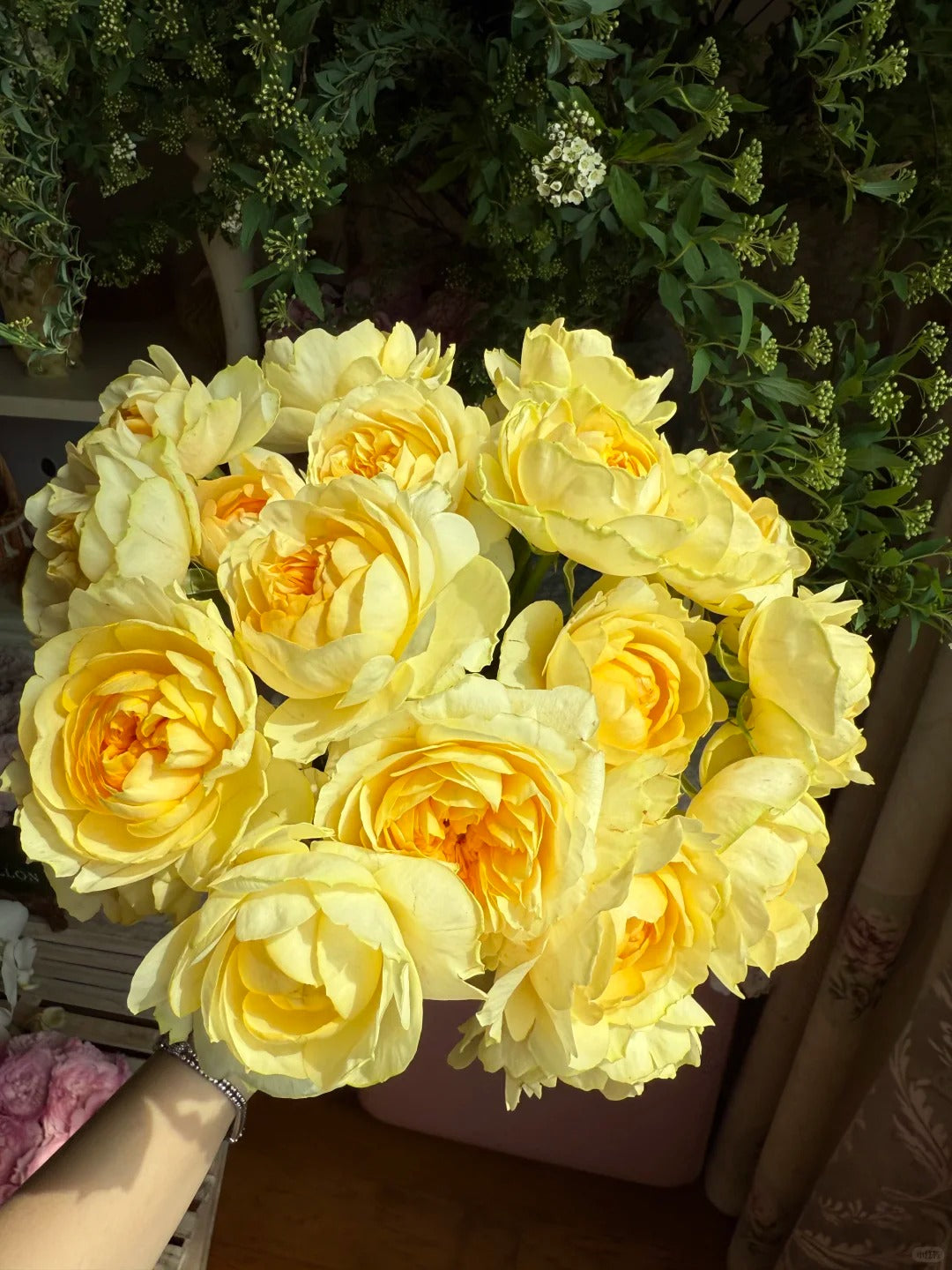 'Ehuang' Shrub Rose