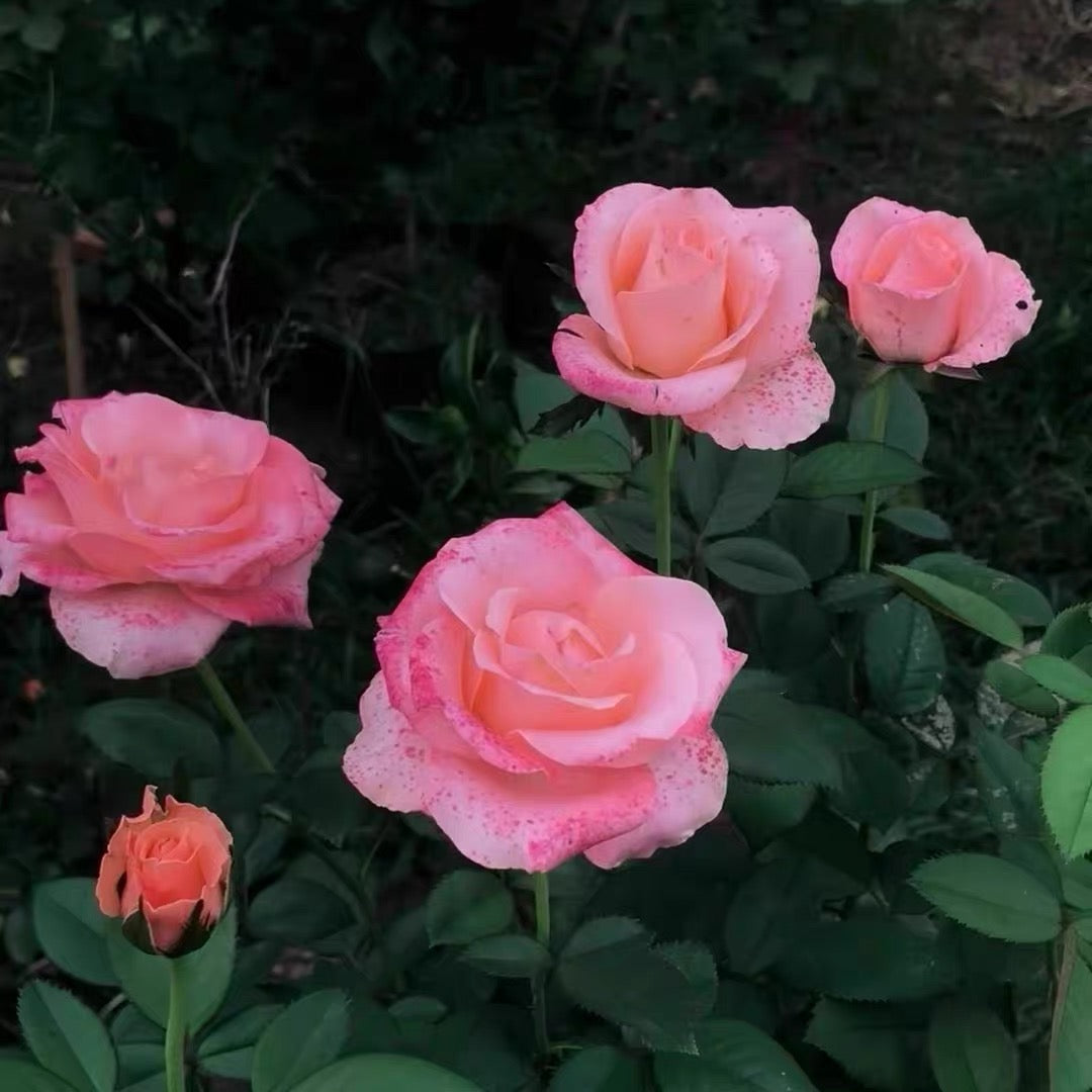 'Martha' Shrub Rose