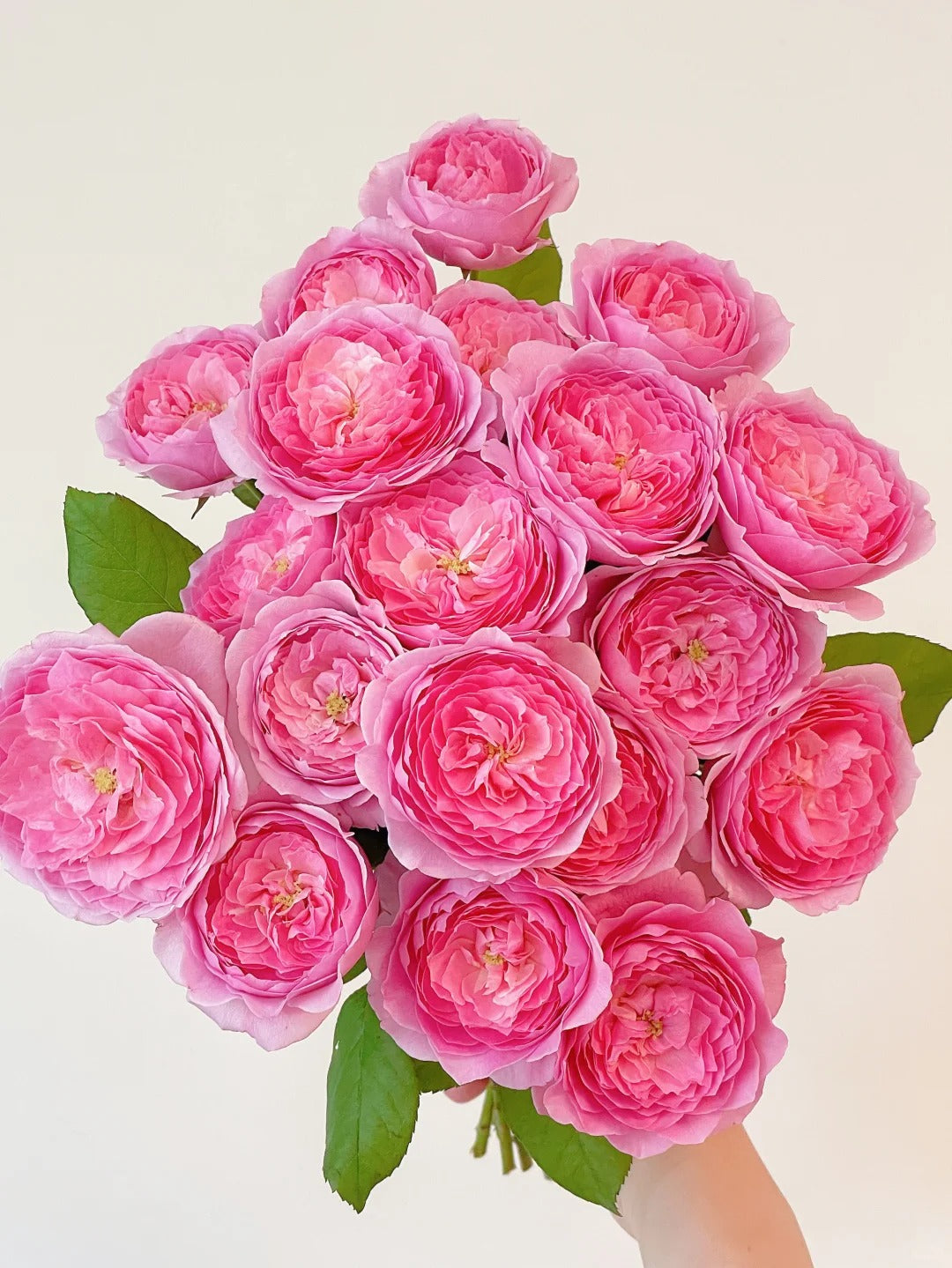 'Wanshan' Shrub Rose