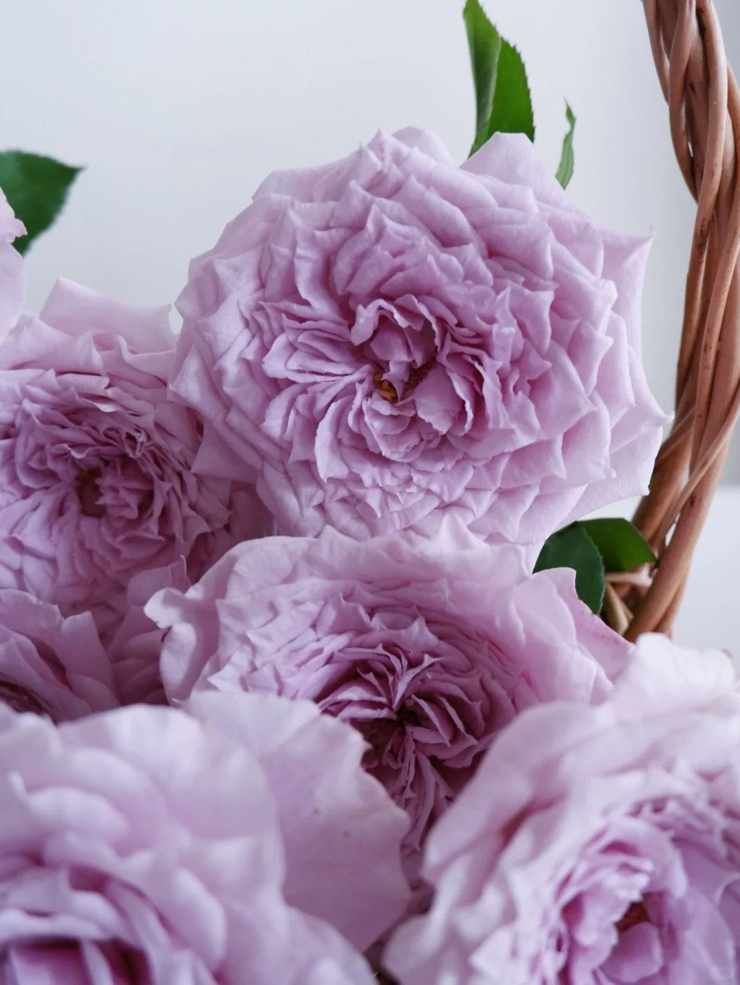 'Colin Craven' Shrub Rose