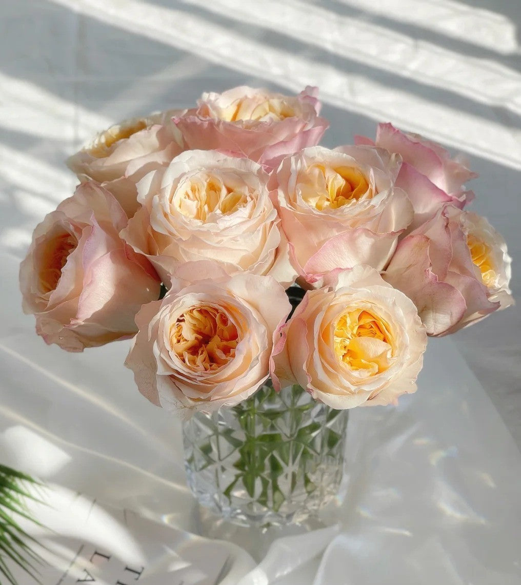 'Victorian Peach' Shrub Rose