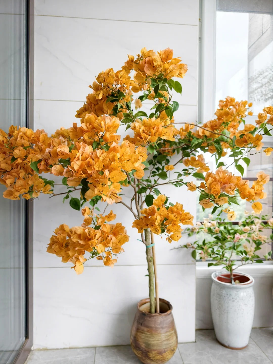 Bougainvillea 'California Gold'