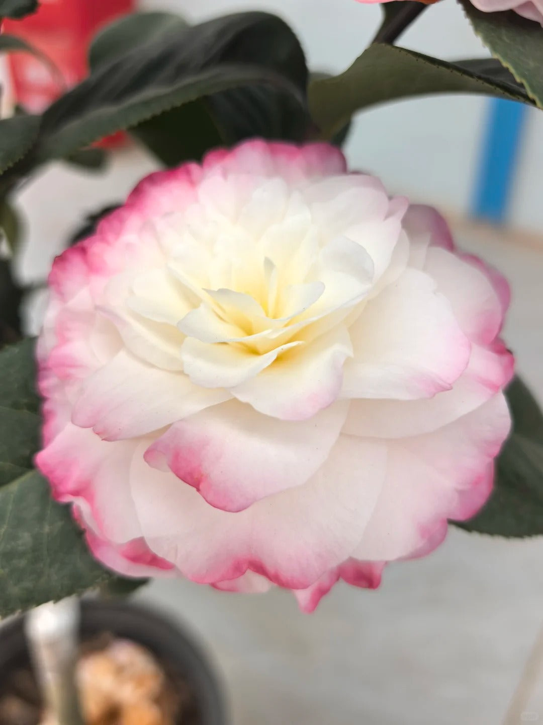'Yaohuang Weizi' Camellia