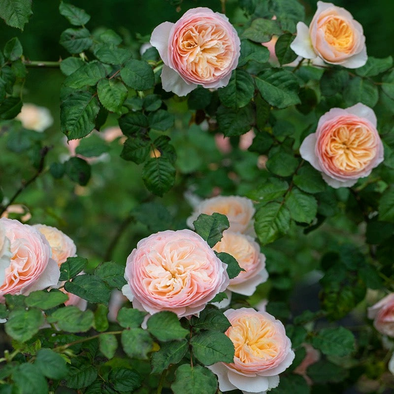 'Hanxian' Climbing Rose
