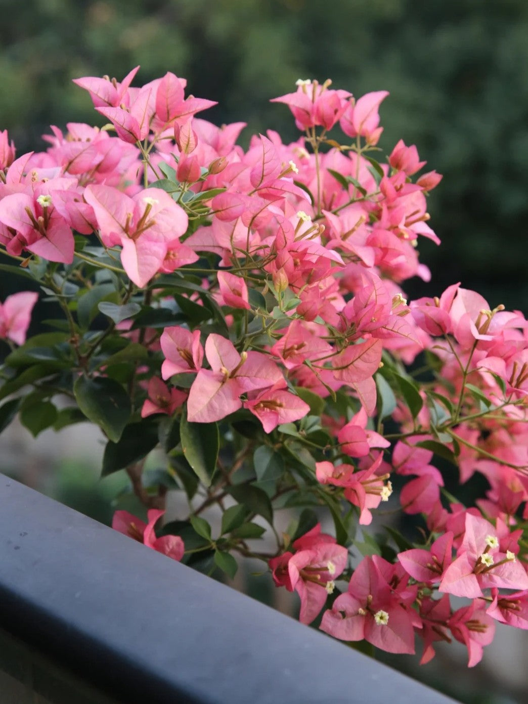 Bougainvillea 'Kayata'