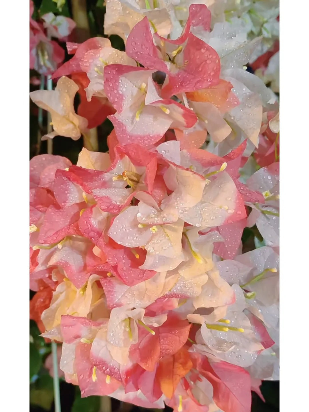 Bougainvillea 'Maharani'