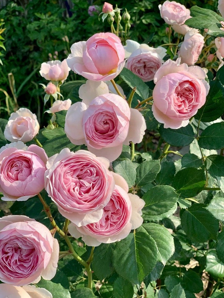 Ausham - English Shrub Rose Brush Live Plant, 3-5 gallon