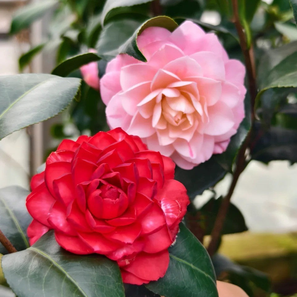 'Tsugawa-shibori' Camellia