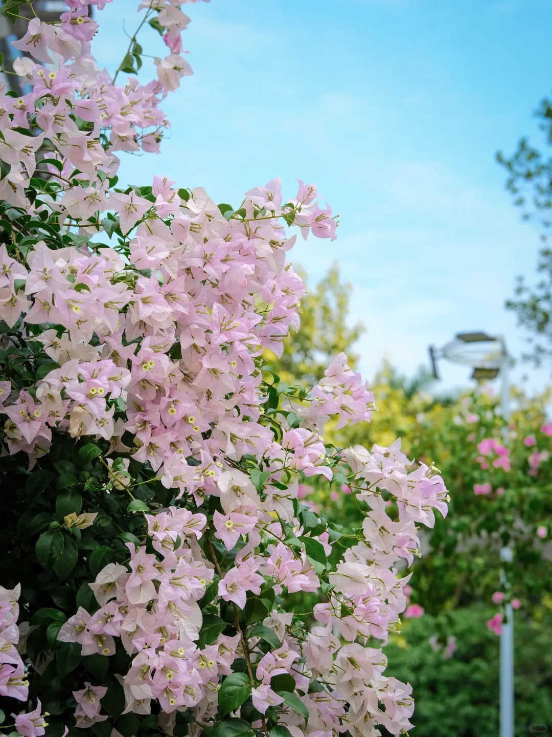 Bougainvillea 'Apple Blossom'