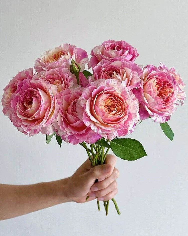'Claude Monet' Shrub Rose