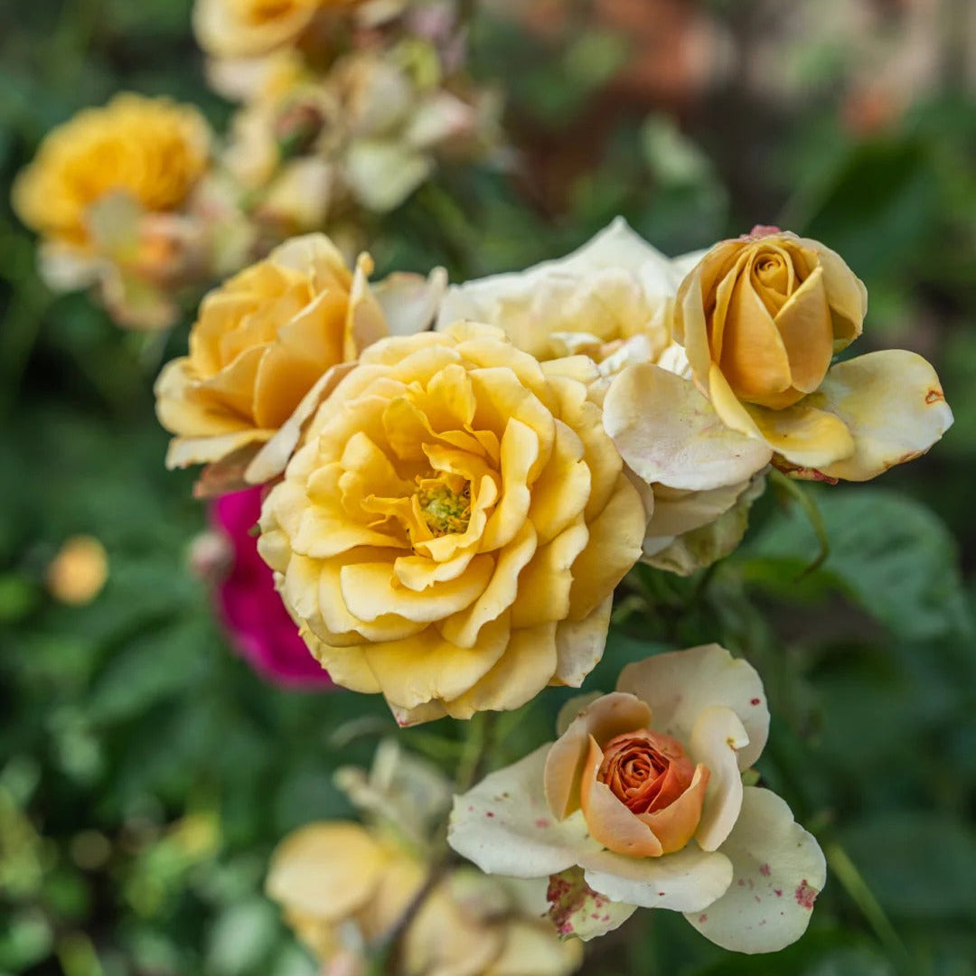 'Pine Dream' Shrub Rose
